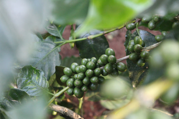 Amruthavarshini estate specialty coffee, Aldur Hobli, Chikmagalur, Karnataka, India. Artisanal specialty coffee producer.