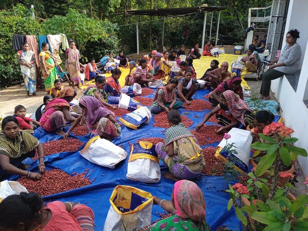 Woman owned and led coffee farm, Madhu Agro Plantations, Koraput Odisha, specialty coffee producers