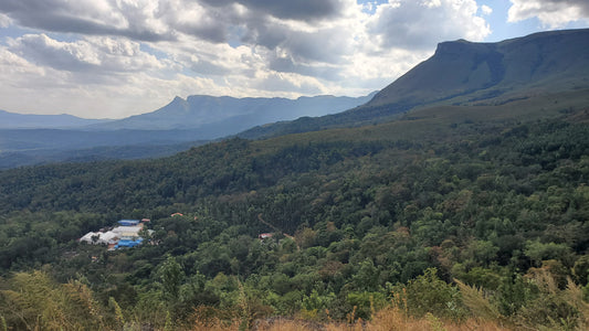 Explore Ratnagiri Estate, nestled in the Sahyadri Mountain Range near Chikmagalur, Karnataka, producing top-quality shade-grown coffee.