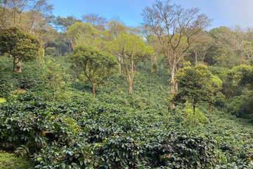 Sangameshwar Coffee Estates, Chikmagalur, Karnataka. Sustainable coffee farm dedicated to traceability, innovation, and inclusivity.