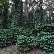 Badnekhan Estate - Merthi Mountains, Chikmagalur, Karnataka, India