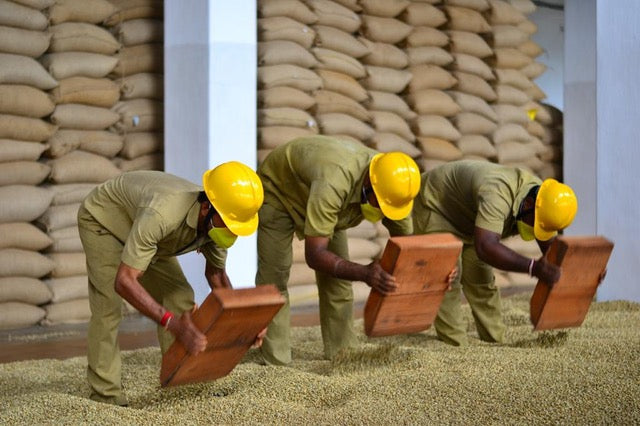 Moonsooning coffee process along Malabar coast Karnataka, Aspinwall Coffee Co