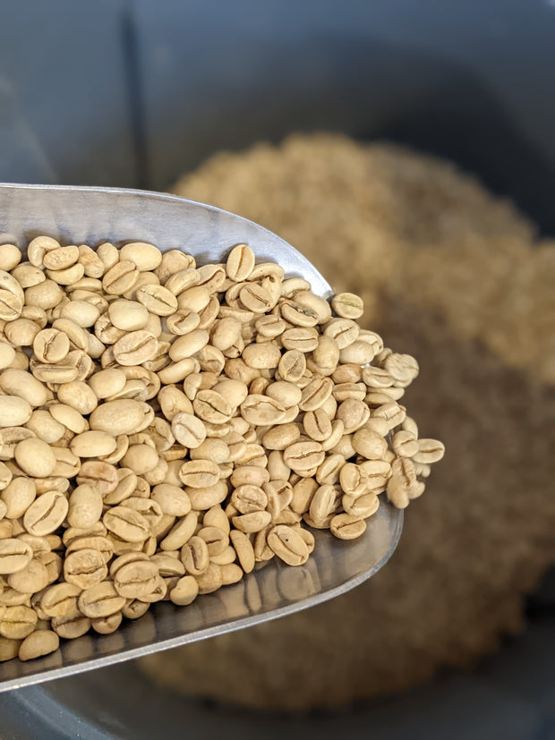 Monsooned malabar coffee beans