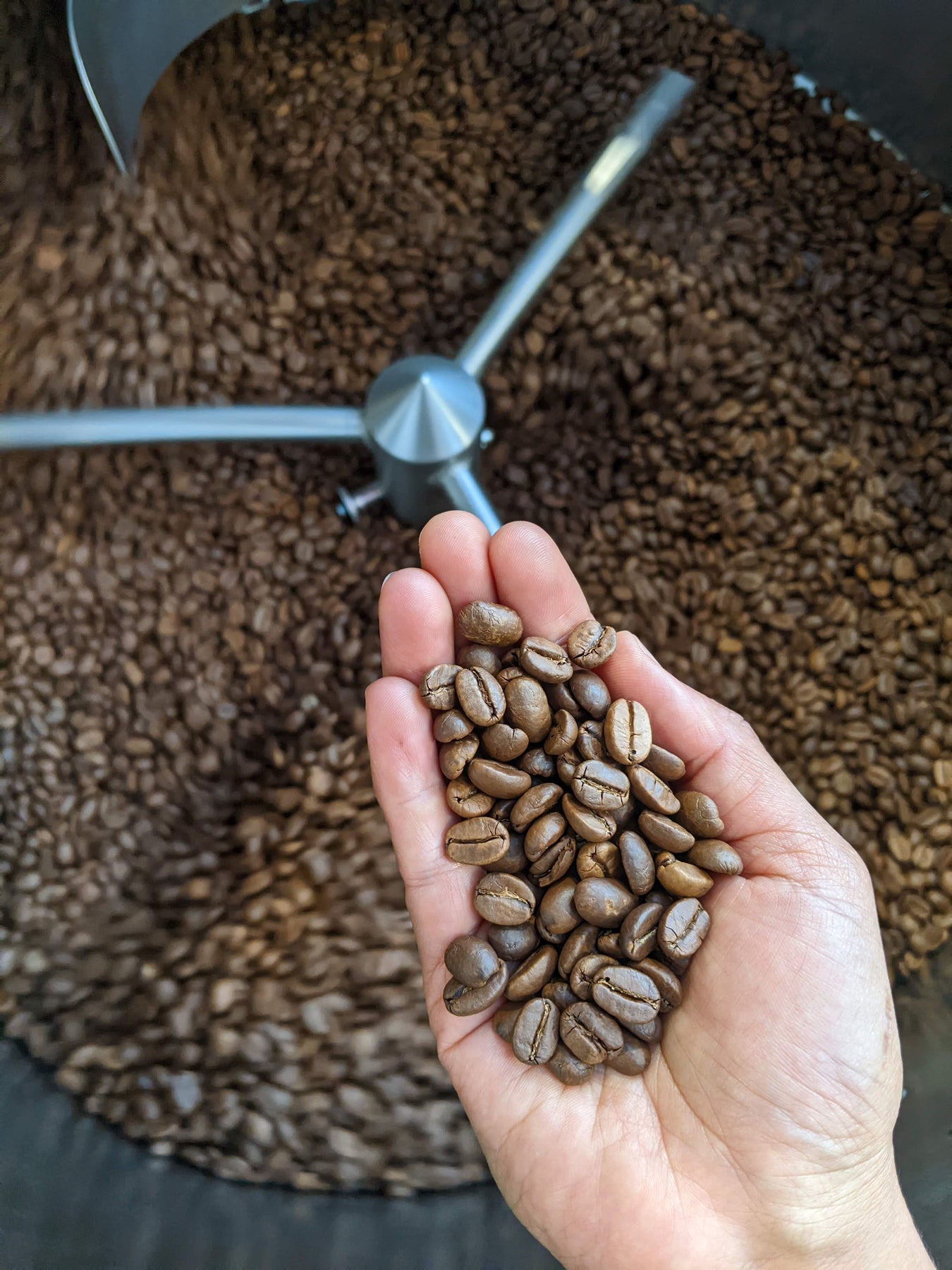 Signature Kaveri Coffee