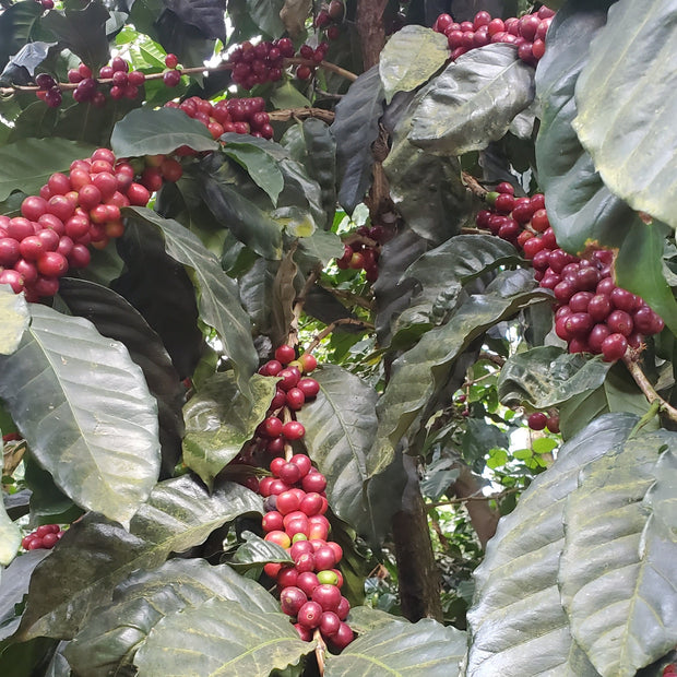 Ratnagiri estate specialty coffee, Athigiri Mountains, Chikmagalur, Karnataka, India