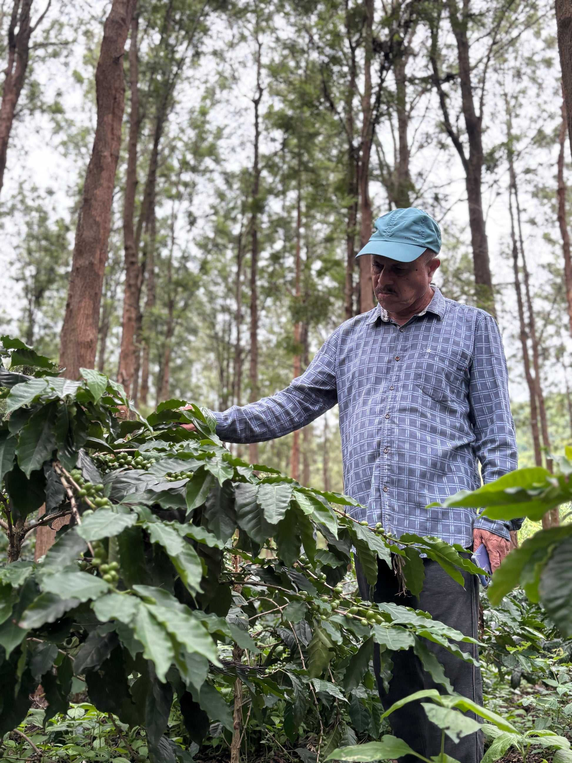 SM Plantation run by Satya Narayan Satapathy, boutique coffee farm in Koraput Odisha 