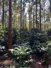 SM Plantation run by Satya Narayan Satapathy, boutique coffee farm in Koraput Odisha 