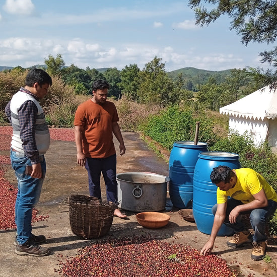 SM Plantation run by Satya Narayan Satapathy, boutique coffee farm in Koraput Odisha 