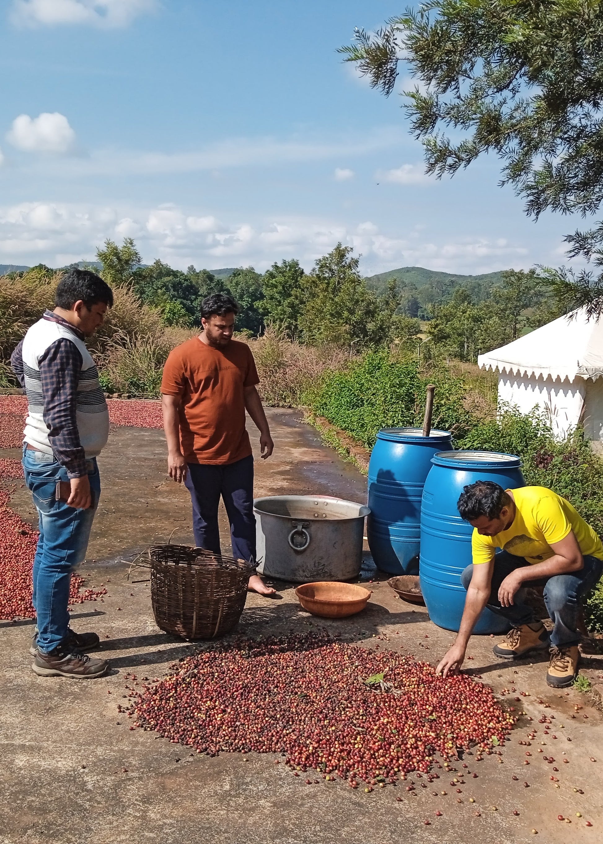 SM Plantation run by Satya Narayan Satapathy, boutique coffee farm in Koraput Odisha 