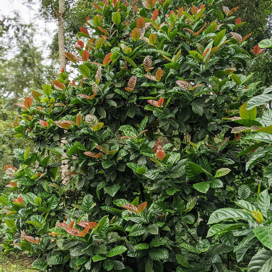 Single origin, Specialty Indian Coffee, Mooleh Manay Excelsa, Coorg Karnataka. Kaveri Special Release