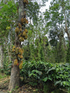 Single origin, Specialty Indian Coffee, Mooleh Manay Excelsa, Coorg Karnataka. Kaveri Special Release