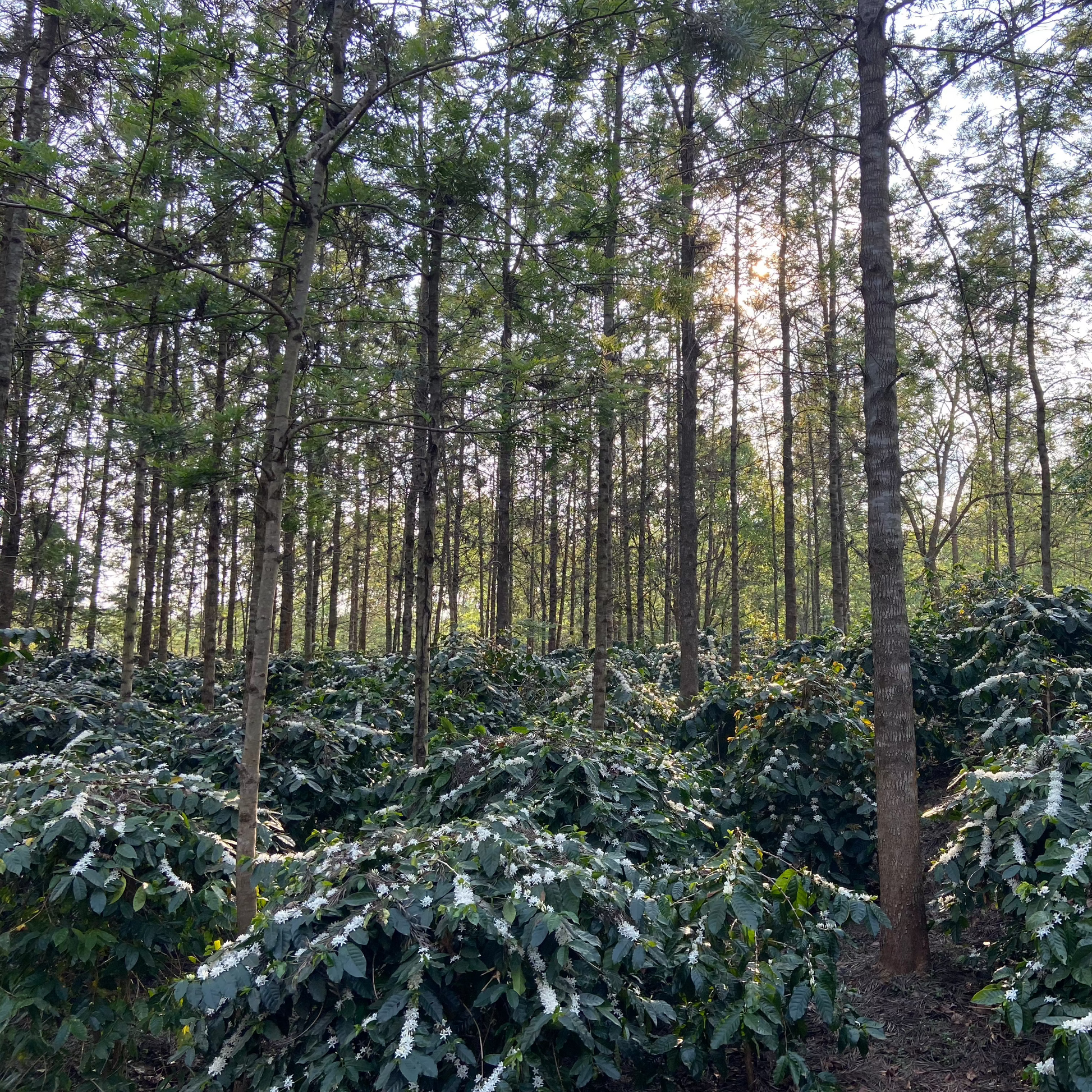 Woman owned and led coffee farm, Madhu Agro Plantations, Koraput Odisha, specialty coffee producers