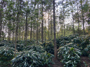 Woman owned and led coffee farm, Madhu Agro Plantations, Koraput Odisha, specialty coffee producers