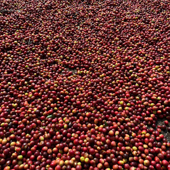 SM Plantation run by Satya Narayan Satapathy, boutique coffee farm in Koraput Odisha 
