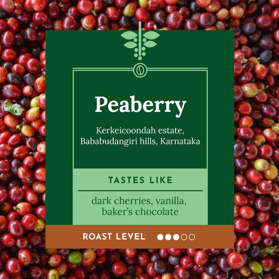 Single origin, Specialty Indian Peaberry Coffee. Tasting notes include cherry vanilla, baker's chocolate with a velvety mouthfeel. 