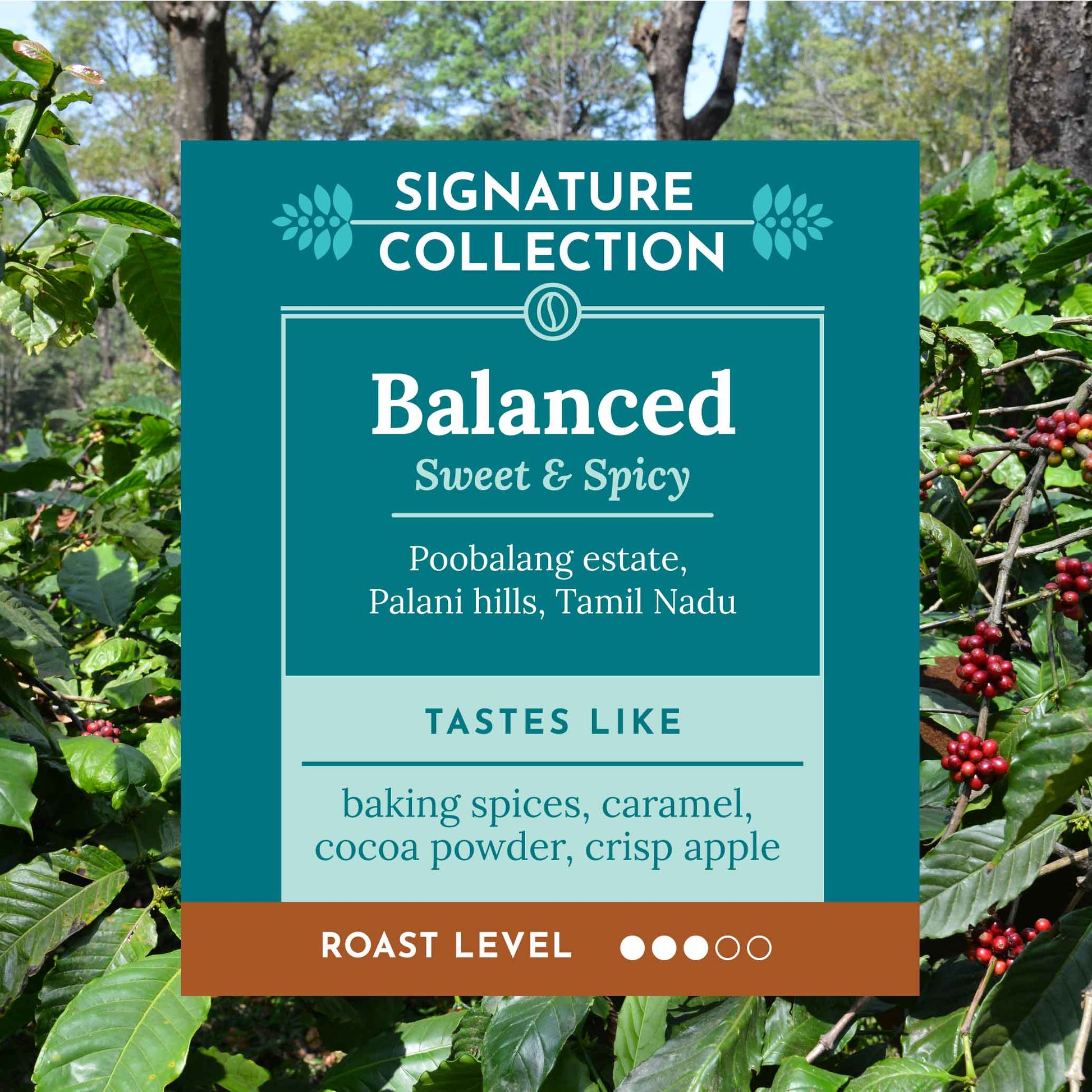 Single origin, Specialty Indian Coffee. Tasting notes include baking spices, crisp apples, balanced caramel sweetness. 