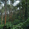 Kerkeicoondah estate - Baba Budangiri Mountains, Chikmagalur, Karnataka, India